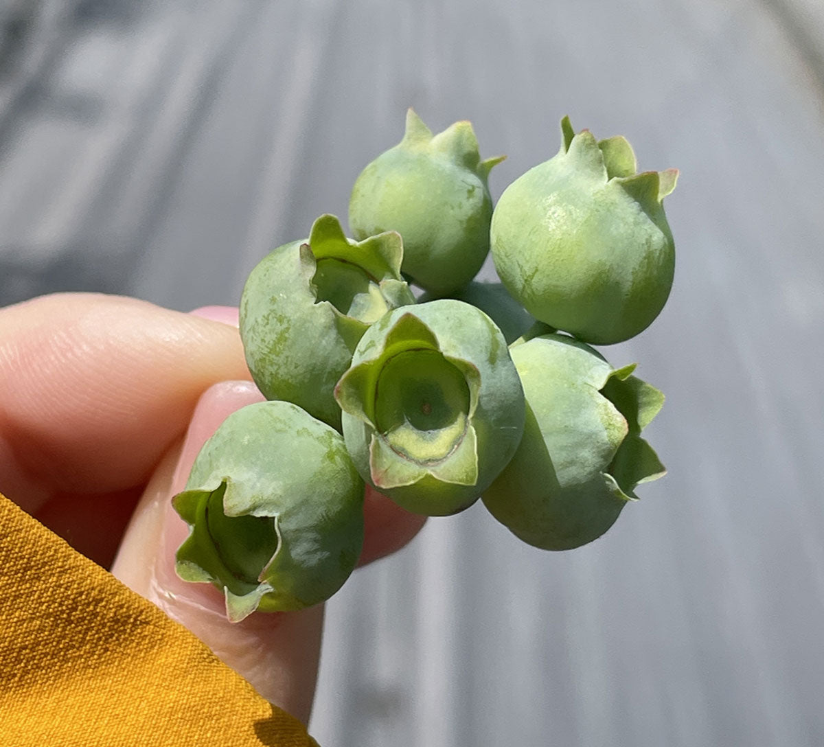 【那須のブルーベリー畑から】夏の宝石!ふっくら大粒ブルーベリーの成長日記