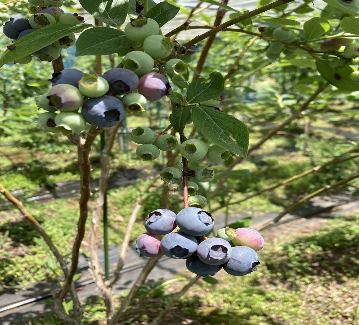 【速報!】那須高原からの夏の恵み!いよいよブルーベリー収穫シーズン到来&ご予約受付中!