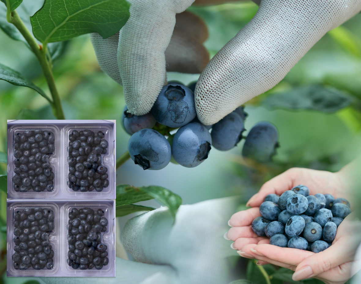 朝摘み即出荷1Kg(250g×4パック) 