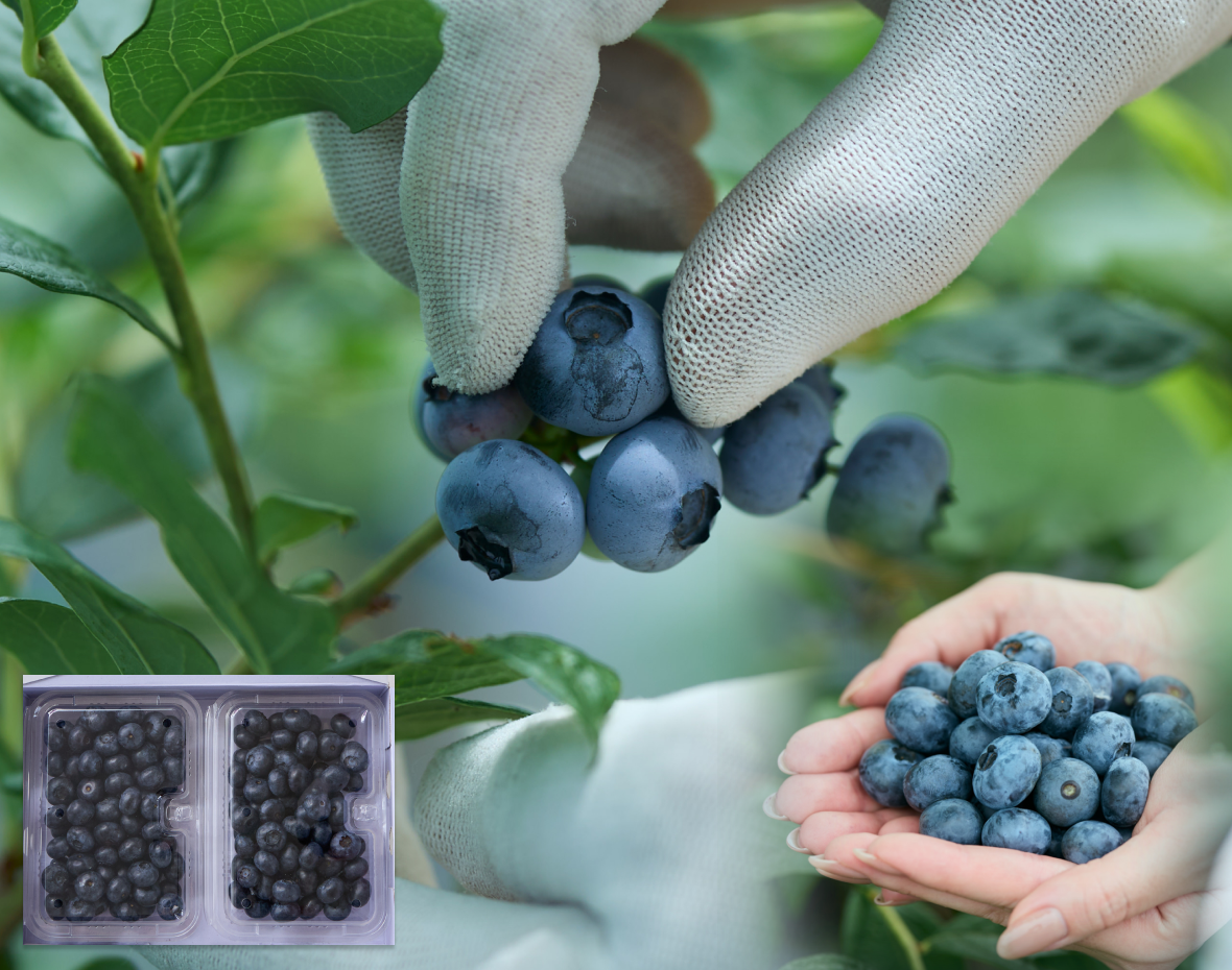 朝摘み即出荷500g(250g×2パック) "極上 PREMIUM ブルーベリー"