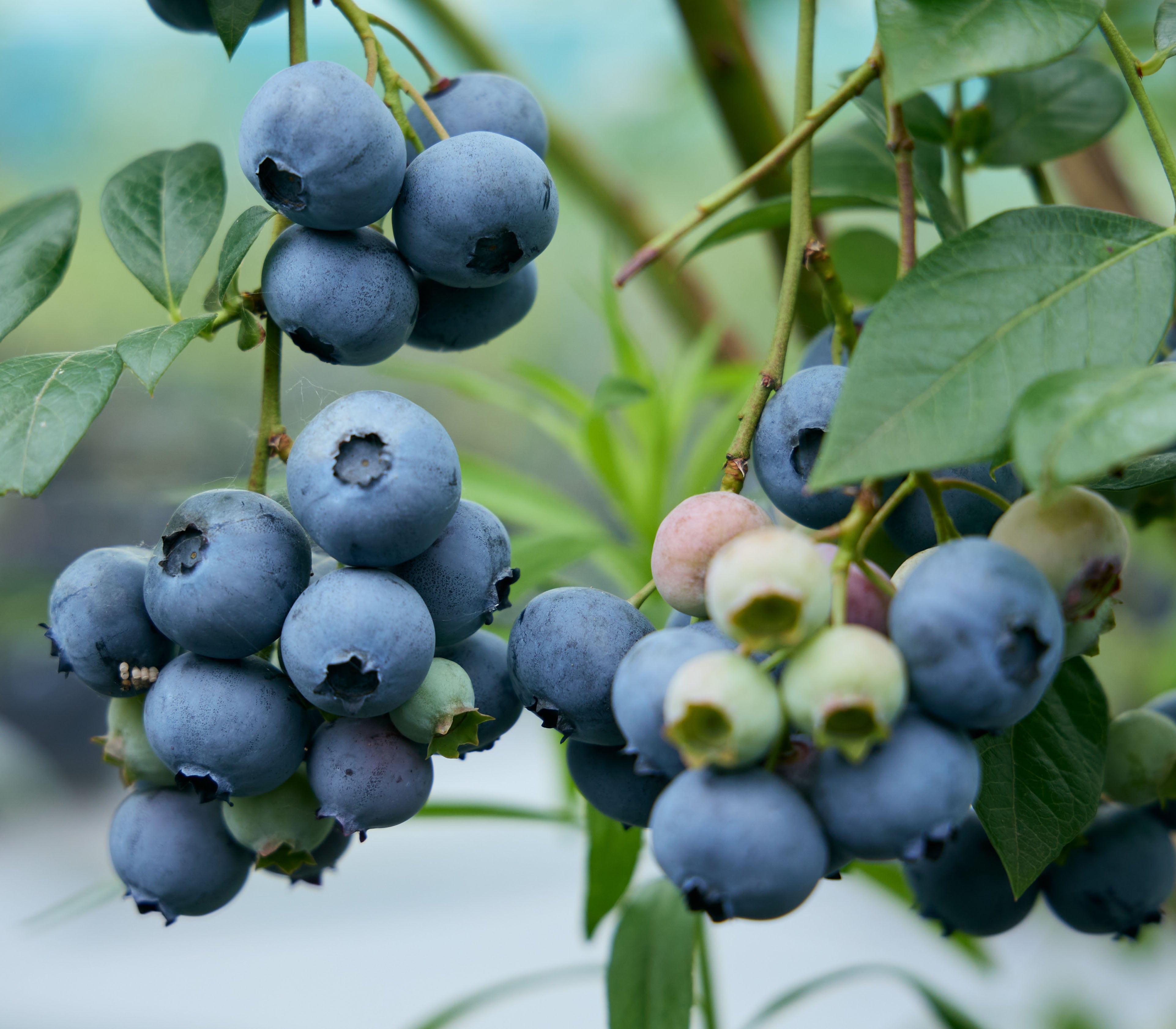 品種:「レガシー」