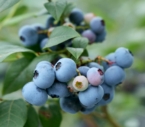 品種:「ブルーギター」