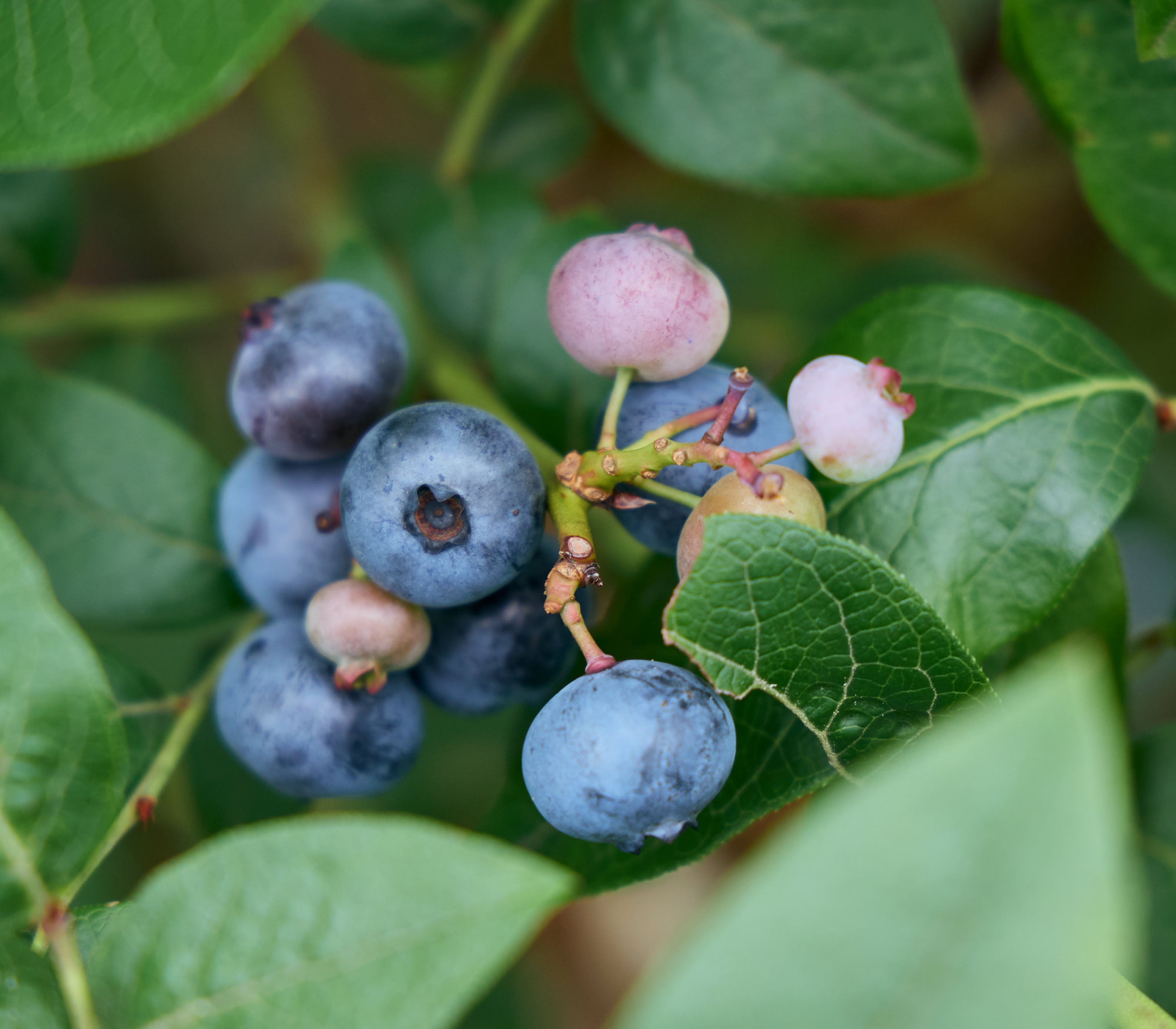 品種:「ブリジッタ」