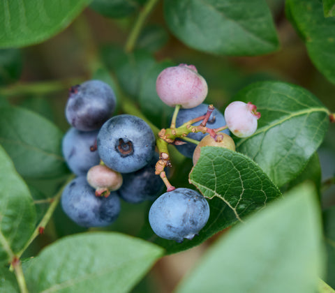 品種:「ブリジッタ」