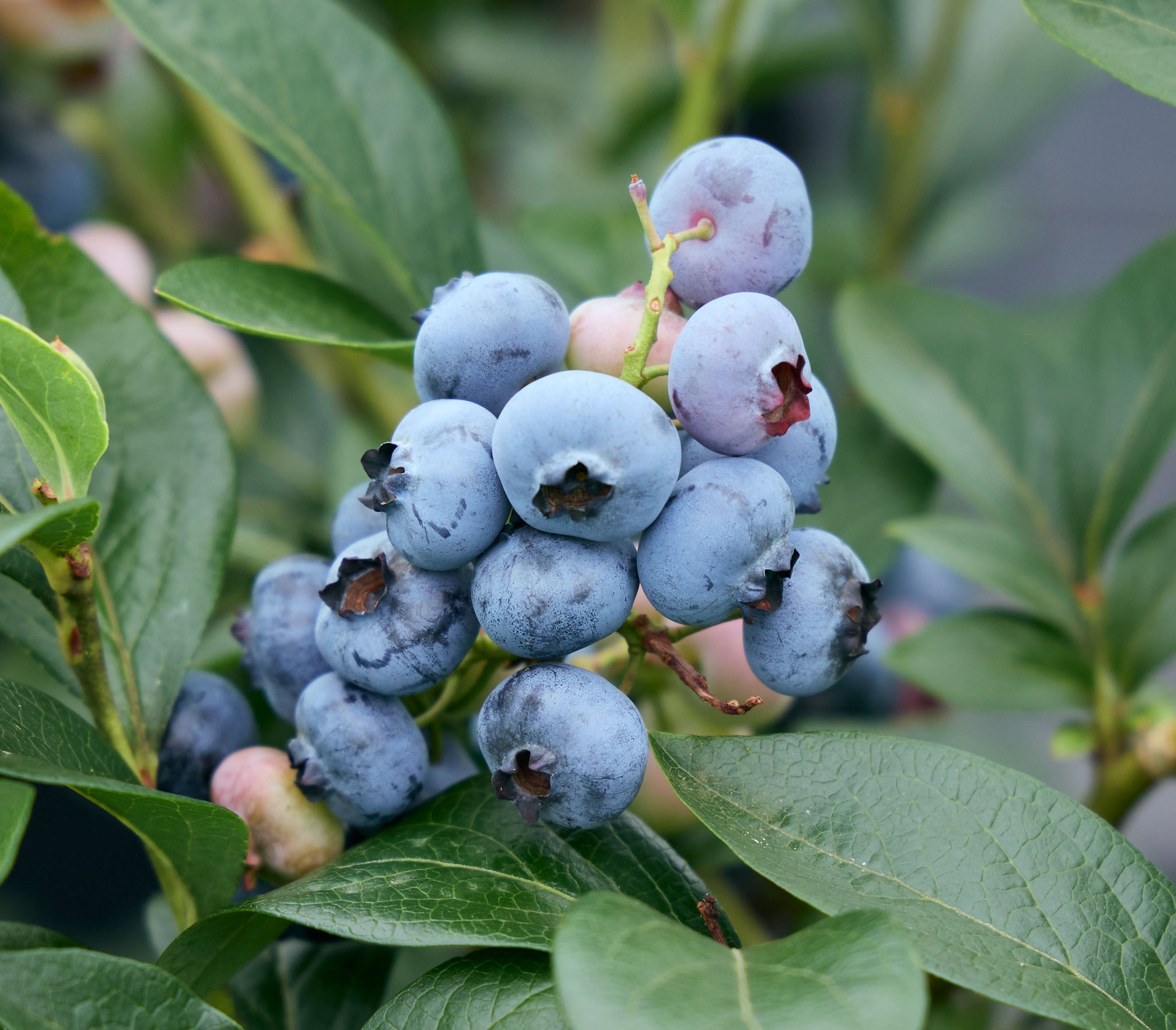 品種:「チャンドラー」