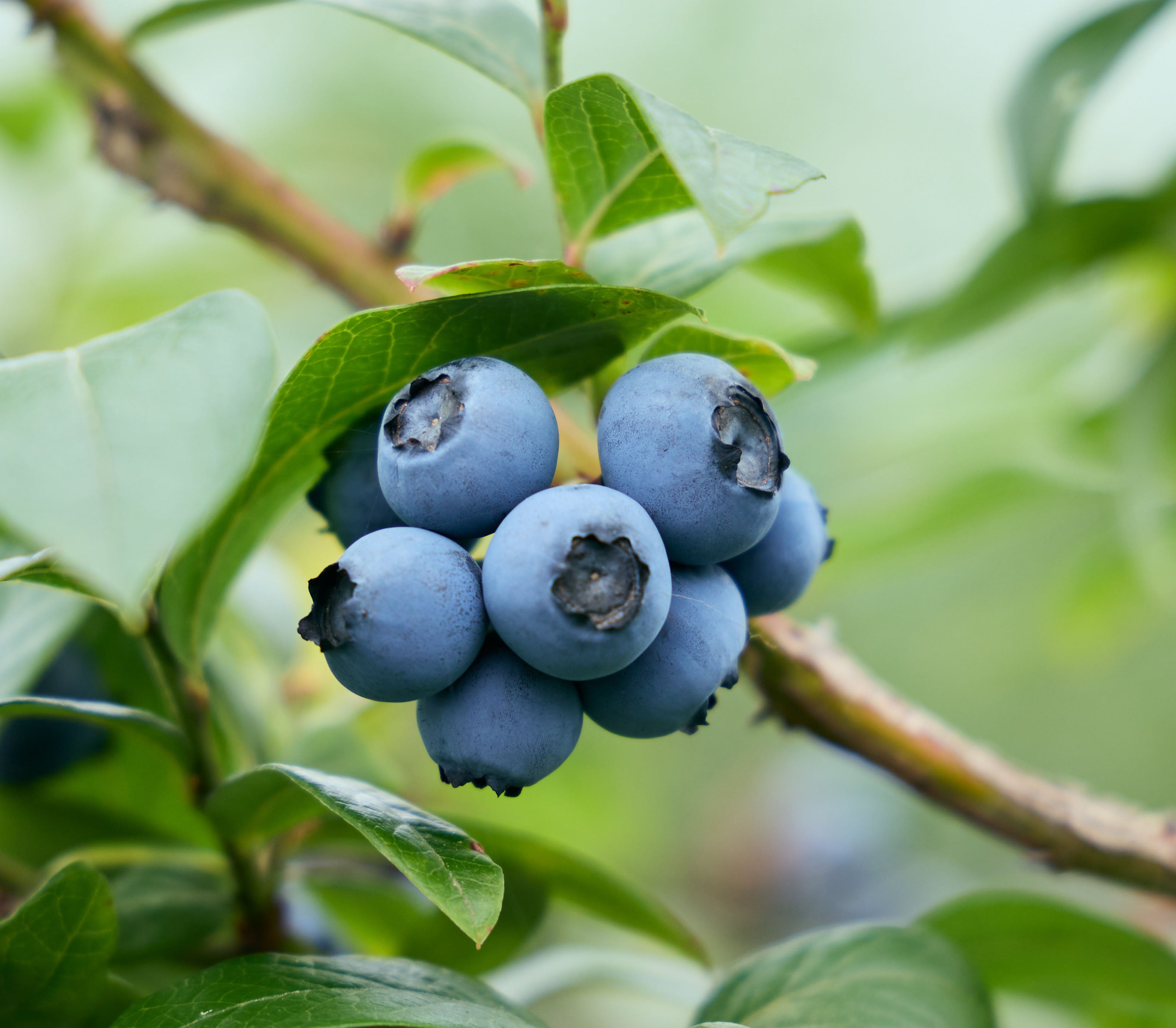 品種:「ウェイマス」