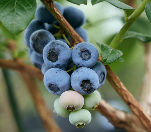 品種:「エリザベス」