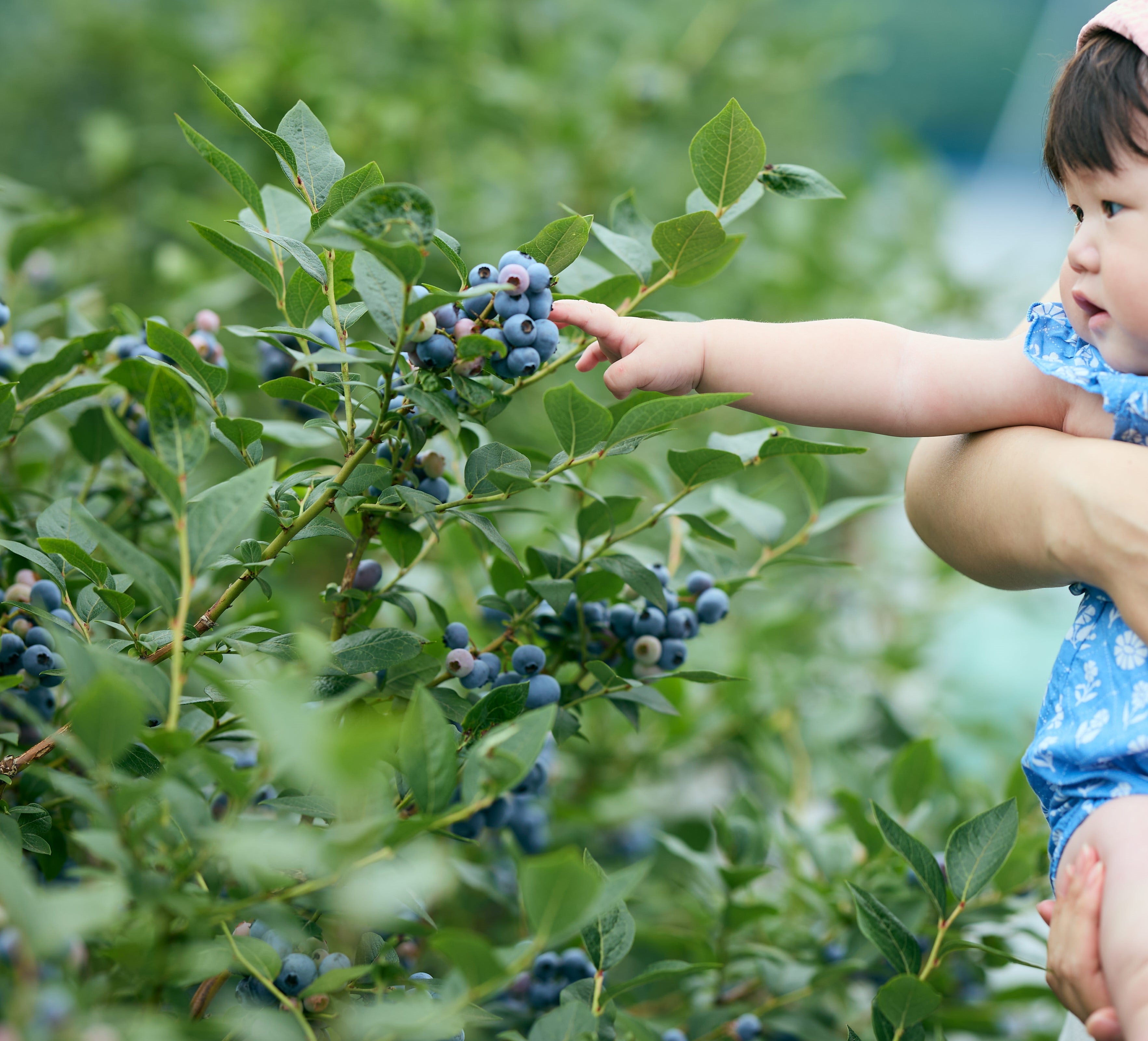 子供にも安心して食べさせたい！愛情込めて育てた無農薬ブルーベリー