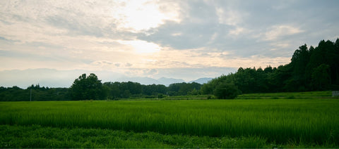 朝摘み即出荷