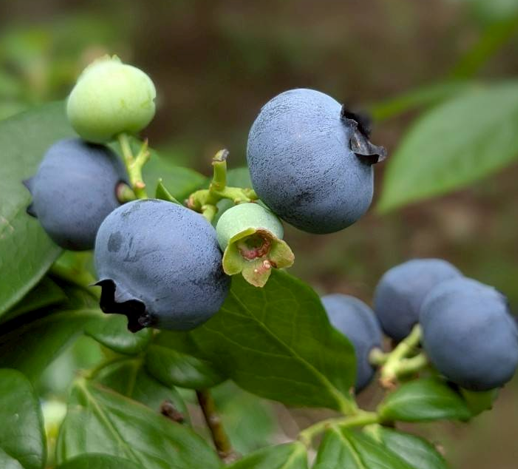 【数量限定100個】茨城県石岡産 朝採れ生ブルーベリー 1.2kg