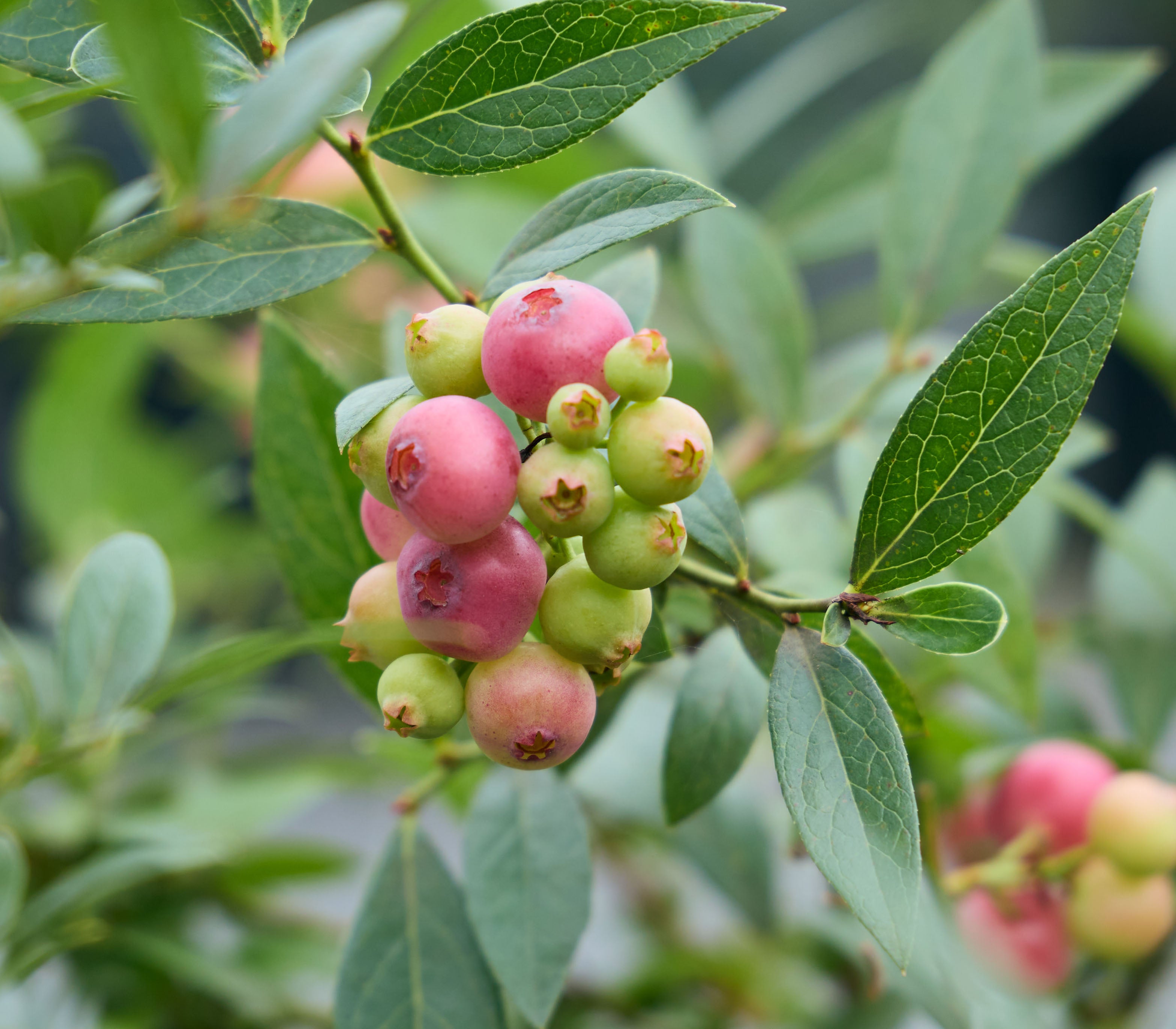 センペルビウム PinkLemonade ピンクレモネード lemonちゃん