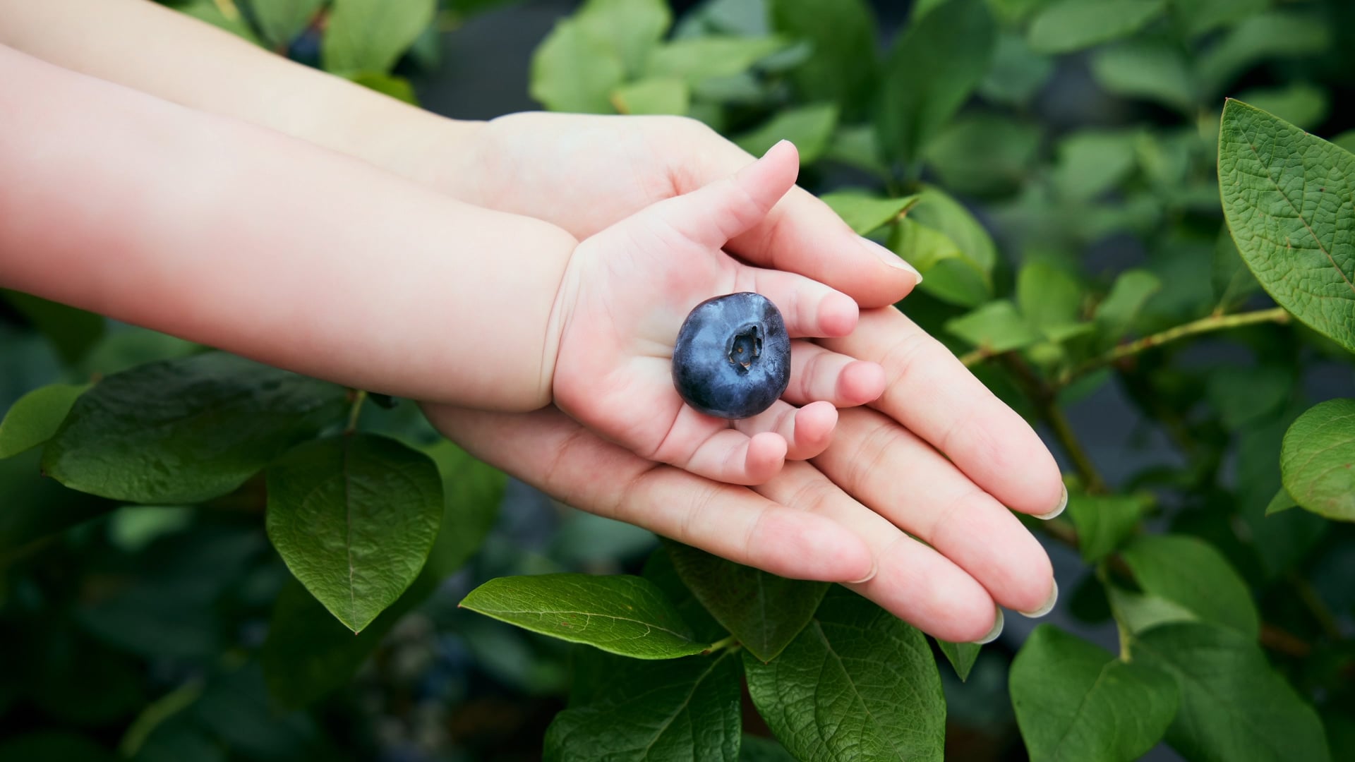 Blueberry for Angel -全ては自然の恵みから- Nasu Highland Blueberry
