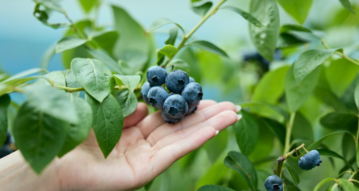 Nasu Highland Blueberry Park